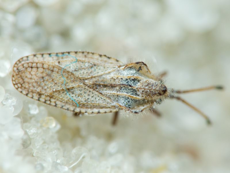 Lasiacantha gracilis (Herrich-Schäffer, 1830)